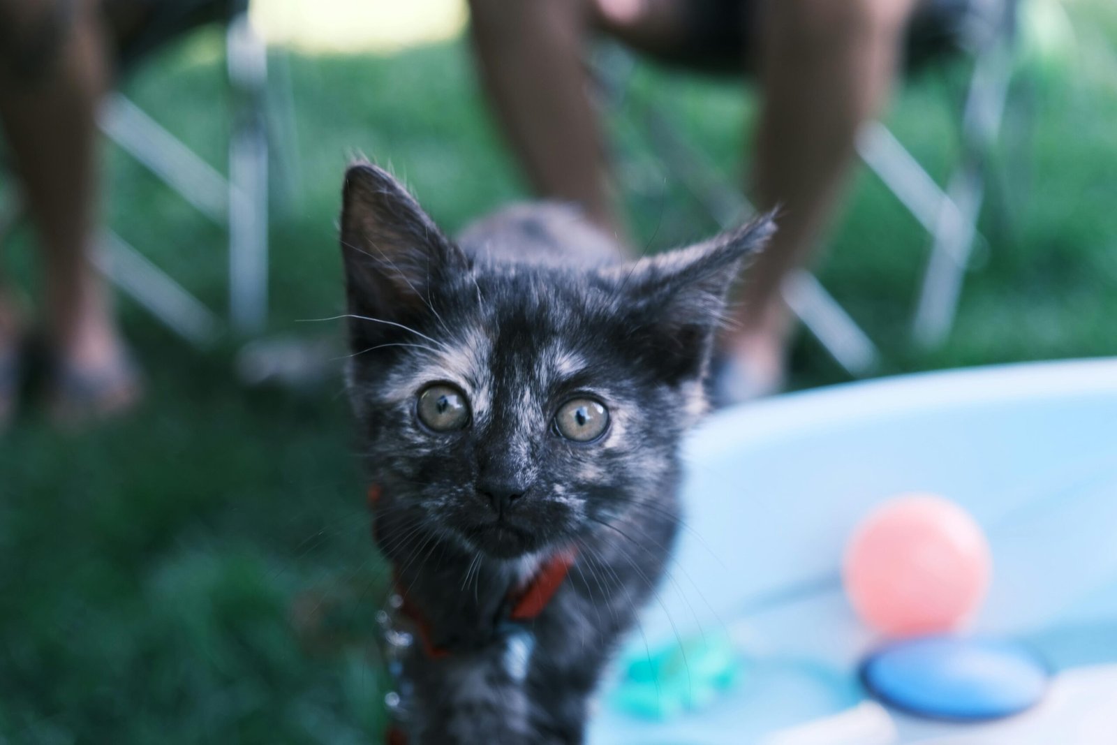 Comment stimuler l’intelligence du chat grâce au jeu au quotidien