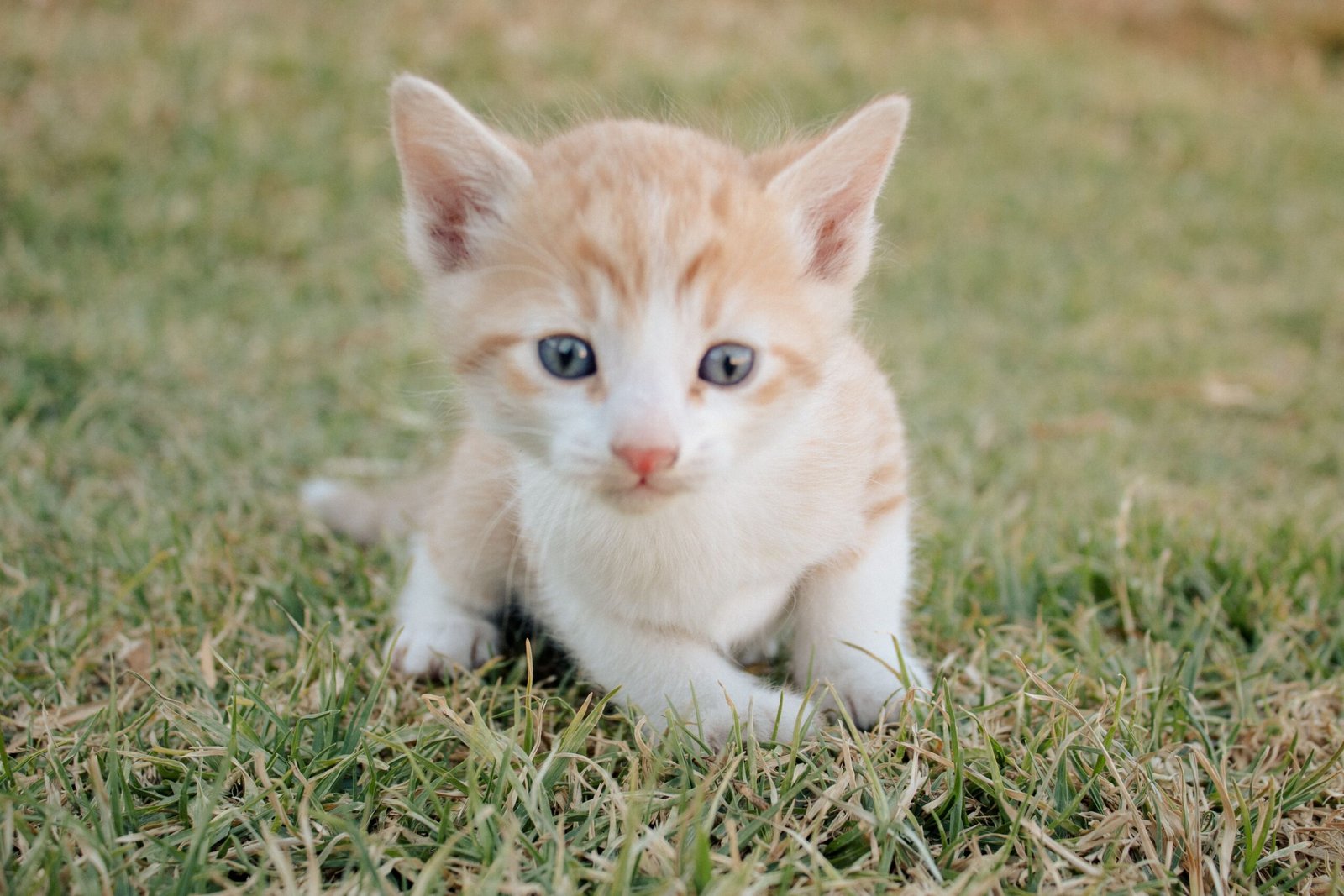 Comment encourager son chat à boire davantage au quotidien ?