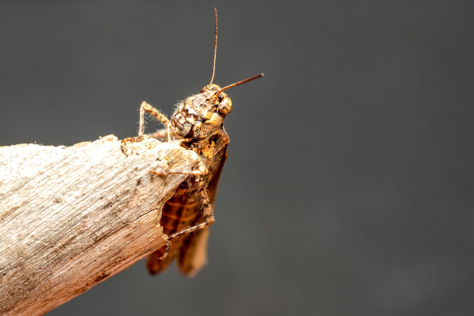 Souris dans un appartement : comment détecter leur présence et éviter une infestation durable ?